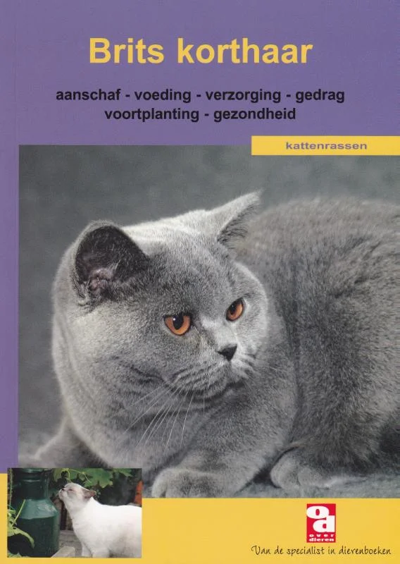 Lage Prijs Britse korthaar / Over Dieren / 179