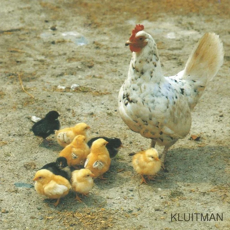 Bestel Nu Zo wonen dieren. dieren op de boerderij