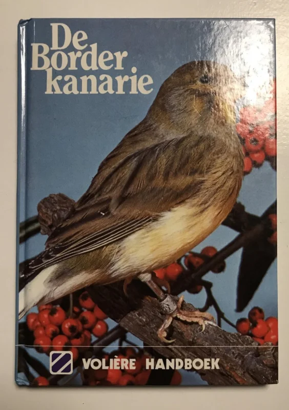 Border kanarie Koop Online